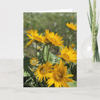 Cartão Bear Paw Mountains