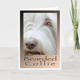 Cartão Bearded Collie