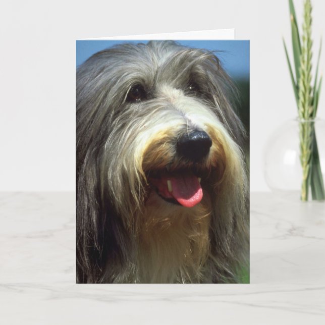 Cartão Bearded Collie (Frente)