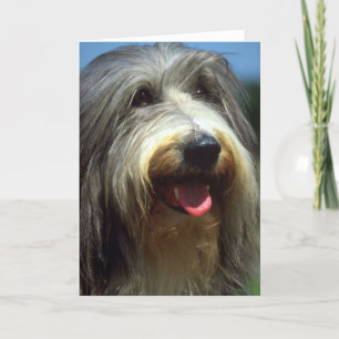 Cartão Bearded Collie