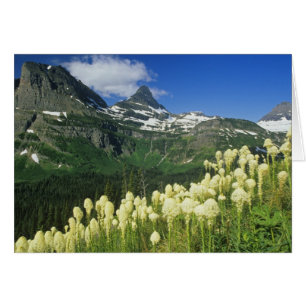 Cartão Beargrass perto de Logan Pass no Parque Nacional G