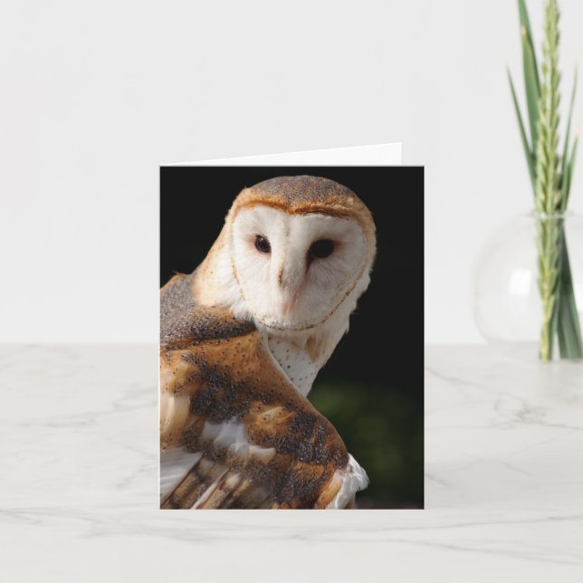Cartão Beautiful Barn Owl notecard (Frente)