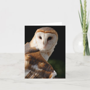 Cartão Beautiful Barn Owl notecard