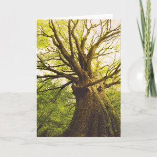 Cartão Beautiful Beech Tree