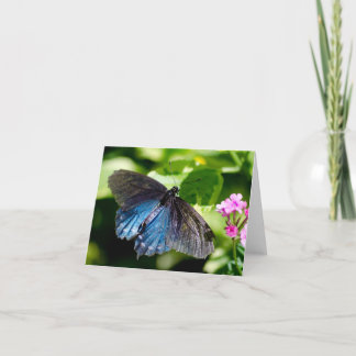 Cartão Beautiful black and blue butterfly note card