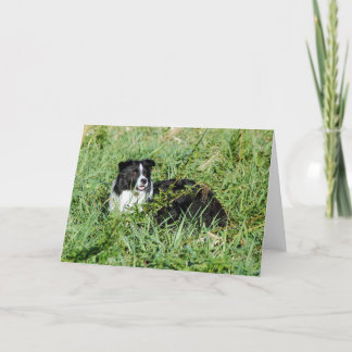 Cartão Beautiful Border Collie Note Card