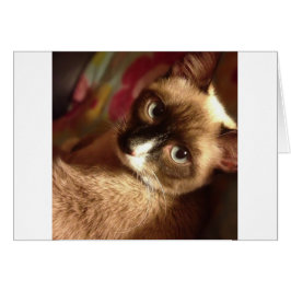 Cartão Beautiful Brown Cat