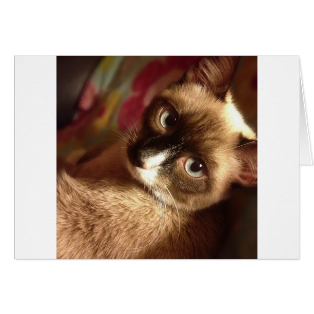 Cartão Beautiful Brown Cat (Frente Horizontal)