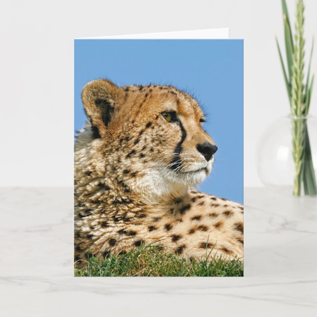 Cartão Beautiful Cheetah - Greeting Card (Frente)
