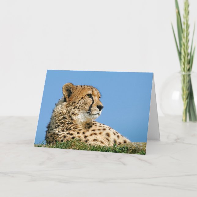 Cartão Beautiful Cheetah - Greeting Card. (Frente)