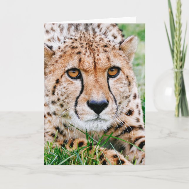 Cartão Beautiful Cheetah Greeting Card (Frente)