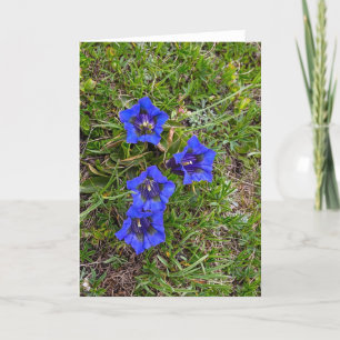 Cartão Beautiful Gentiana acaulis - Greeting Card