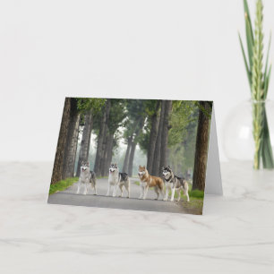 Cartão Beautiful Husky Dogs on a Nature Trail