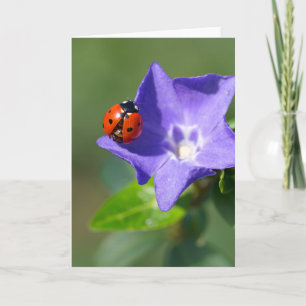 Cartão Beautiful Ladybug on Periwinkle Greeting Card
