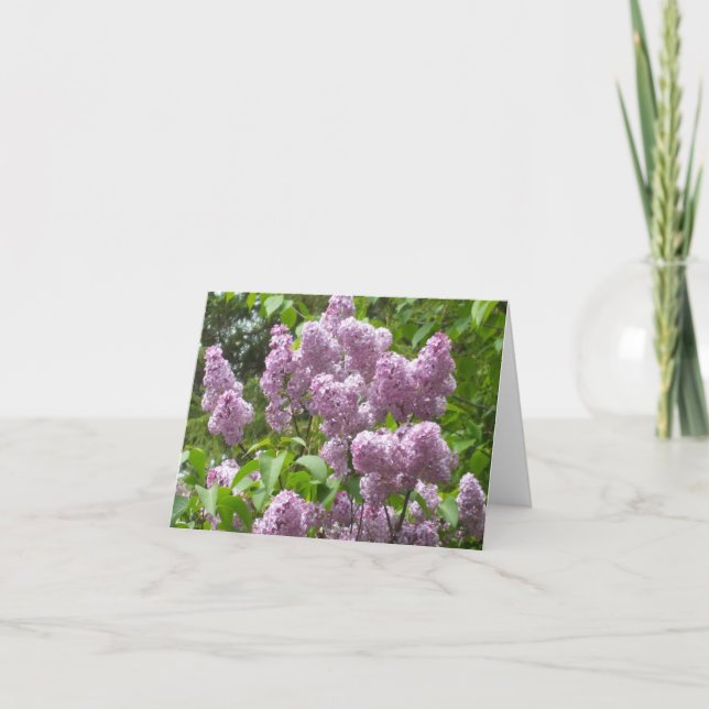 Cartão Beautiful Lilac Bush Blank Note Card (Frente)