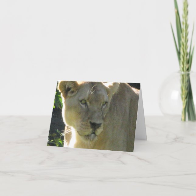 Cartão Beautiful Lioness on a note card (Frente)