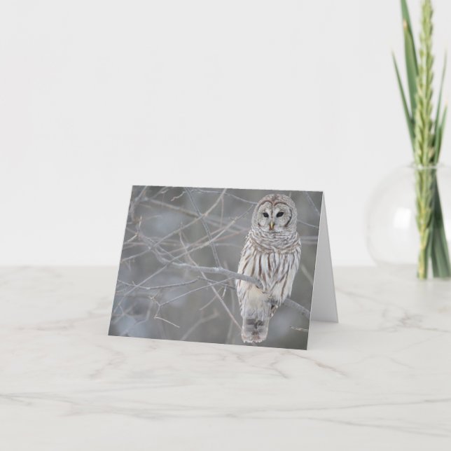 Cartão Beautiful Owl Note Card (Frente)