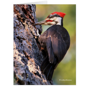 Cartão Beautiful Pileated Woodpecker on the Tree
