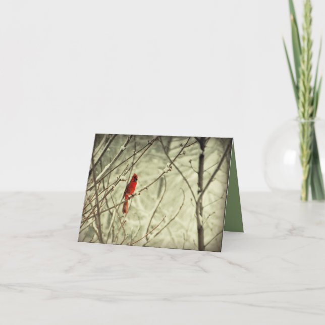 Cartão Beautiful Red Northern Cardinal Bird (Frente)