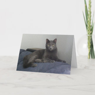 Cartão Beautiful Russian Blue Cat Greeting Card