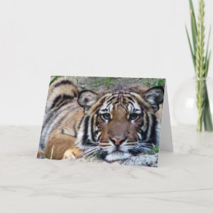 Cartão Beautiful Tiger All Occasion