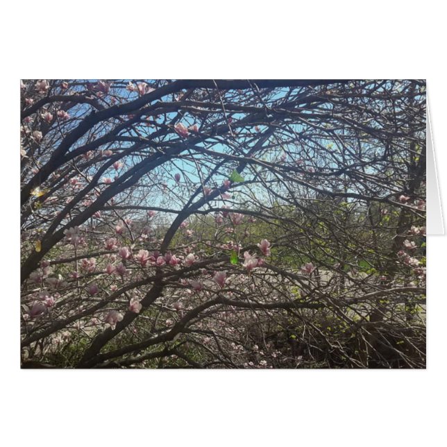 Cartão Beautiful Tree Branches Magnolia Tree Blank Card (Frente Horizontal)