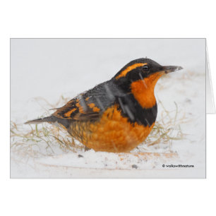 Cartão Beautiful Varied Thrush Songbird in the Snow