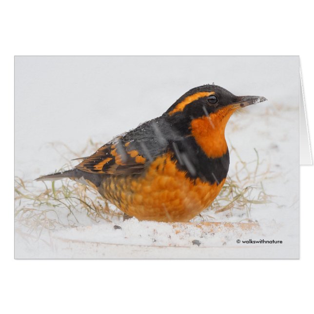 Cartão Beautiful Varied Thrush Songbird in the Snow (Frente Horizontal)