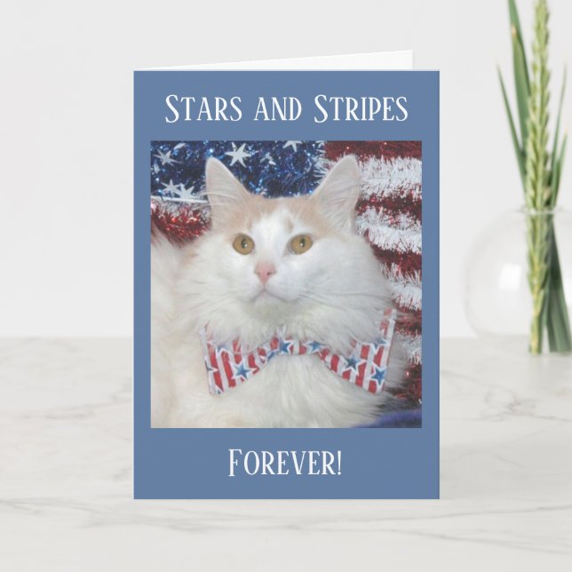 Cartão Beautiful white and orange cat patriotic card (Frente)