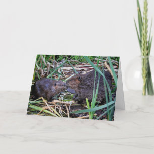 Cartão Beavers Bissing Foto