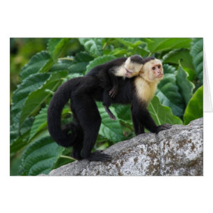 Cartão Bebê adulto do carregando do macaco do Capuchin e