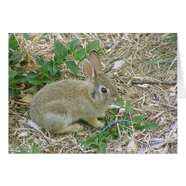 Cartão Bebê Coelhinho E Folha (Frente Horizontal)