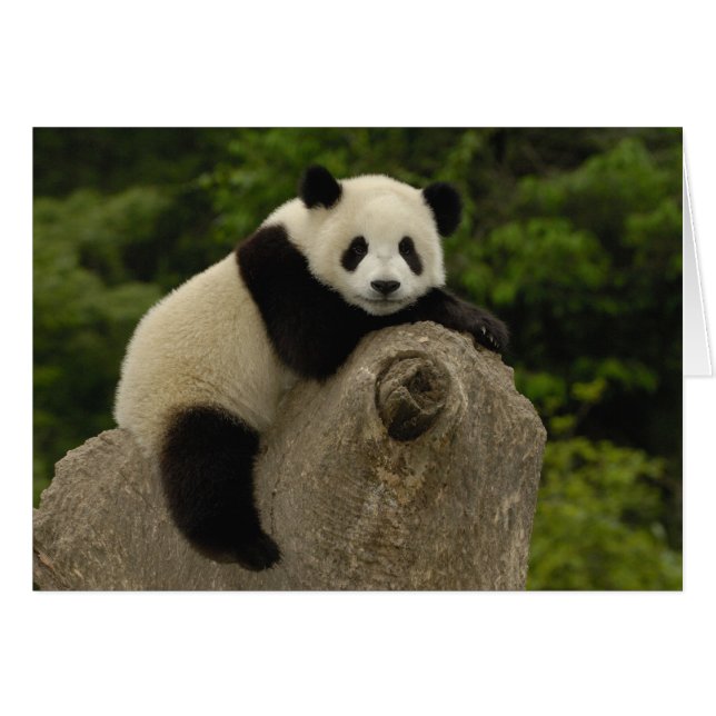 Cartão bebê de panda gigante (Frente Horizontal)