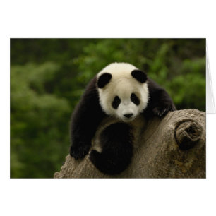 Cartão bebê de panda gigante