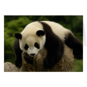 Cartão Bebê de panda gigante (Ailuropoda melanoleuca)