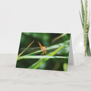 Cartão Bebê Dragonfly