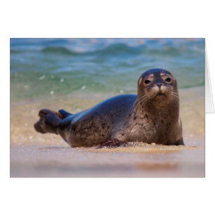 Cartão Bebê Foca-de-harbor na Água