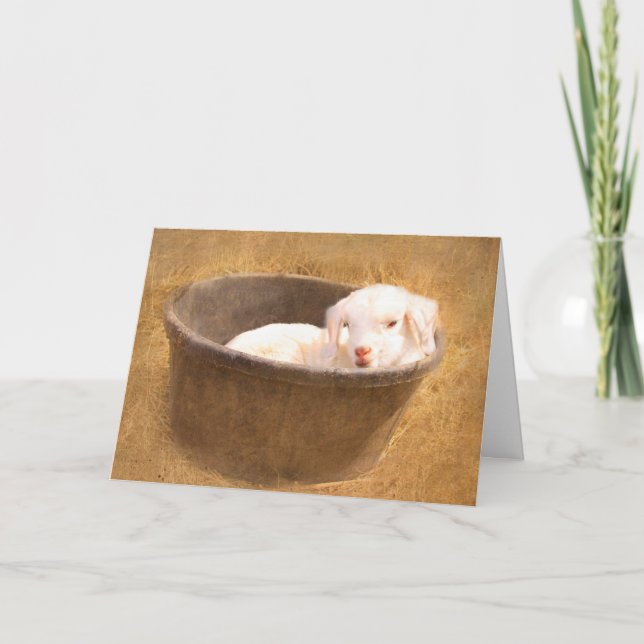 Cartão Bebê Goat Em Um Aniversário De Balde (Frente)