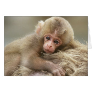 Cartão Bebê Macaco da Neve, Jigokudani, Nagano, Japão 2