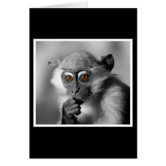 Cartão Bebê Mangabey Mackey