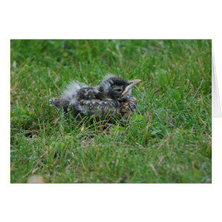 Cartão Bebê Robin descansando um pouco.