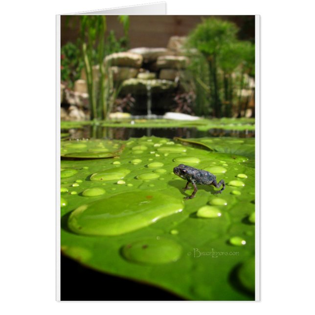 Cartão Bebê Toad em Pond (Frente)