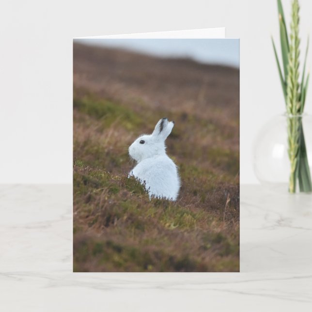 Cartão Bebê White Hare (Frente)