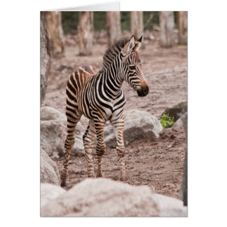 Cartão Bebê-zebra