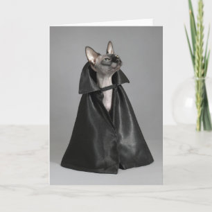 Cartão Bebês Animais mais Fofos   Gato Sem Pelo Sphynx