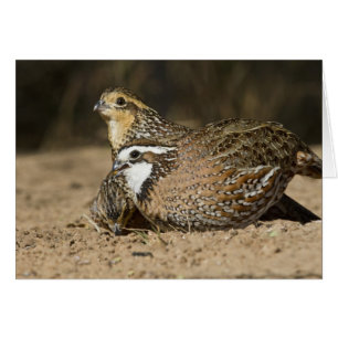 Cartão Bebês de codorna Northern Bobwhite no lago para be