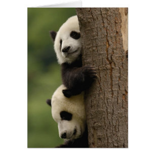 Cartão bebês de panda gigante Ailuropoda melanoleuca)
