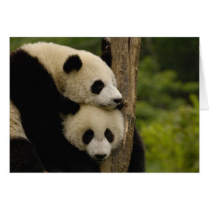 Cartão bebês de panda gigante Ailuropoda melanoleuca)