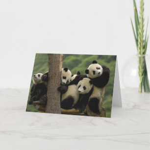 Cartão bebês de panda gigante (Ailuropoda melanoleuca)