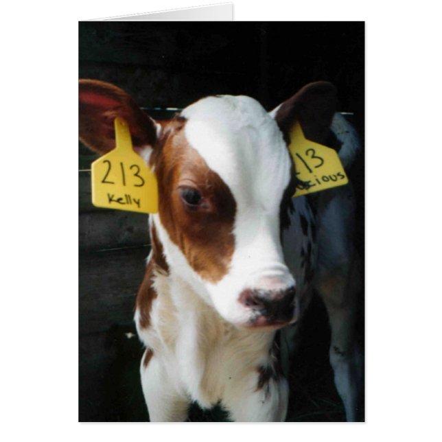 Cartão Bebês Fazenda Vacas Kelly Foto (Frente)